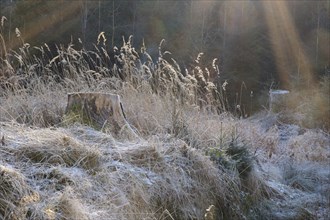 Tree stump and grasses with hoarfrost, Arnsberg Forest nature park Park, Sauerland, North