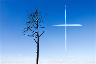 Dead pine tree, condensation trails in shape of a cross, in blue sky as symbol for tree death or
