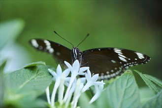 Common Mormon (Papilio polytes) sitting on a flower, Germany, Europe