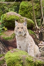 Eurasian lynx (Lynx lynx) sitting on a rock, Bavaria, Germany, Europe