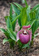 Beautiful orchids of different colors on green background in the garden. Lady's-slipper hybrids.