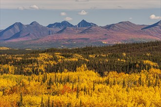 Autumn coloured aspens in front of mountains, Parks Highway, Alaska Range, Alaska, USA, North
