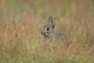 Rabbit (Oryctolagus cuniculus) juvenile baby animal feeding amongst red flowers on grassland,