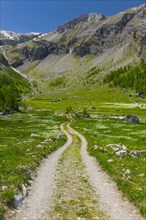Hiking trail, path, hiking, hike, nature, Alps, outdoor, active holiday, walk, footpath, flower