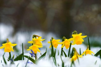 Wild daffodil or Lent Lily (narcissus pseudonarcissus) in snow, Munich, Bavaria, Germany, Europe