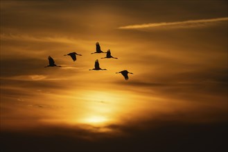 Cranes take flight in the glowing sky at sunset on the Darss
