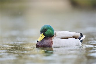 Wild duck (Anas platyrhynchos) male swimming on a lake, Bavaria, Germany, Europe
