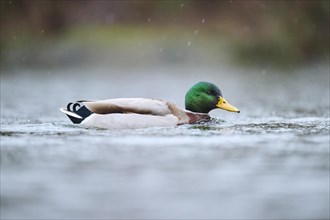 Wild duck (Anas platyrhynchos) male swimming on a lake, Bavaria, Germany, Europe
