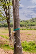 Rope hanging from and tied to tree in rural farmland in South Korea