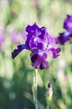 Colorful purple irises in a botanical garden