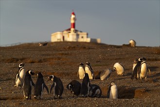 Magellanic penguins (Spheniscus magellanicus) in front of the lighthouse in the Penguin National