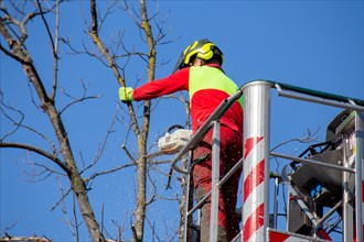 Man on the work platform pruning trees