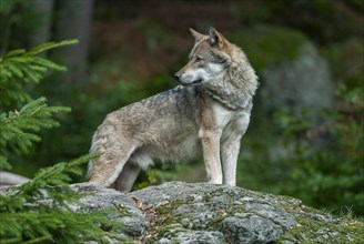 Gray wolf (Canis lupus) standing on a rock and looking attentively, Bavaria, Germany, Europe