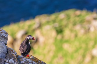 Atlantic puffin (Fratercula arctica) sitting on a cliff a the coast, Runde, Heroy, Norway, Europe