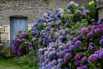 Blue door in a typical granite house, hydrangea bushes, Port Blanc, Brittany, France, Europe