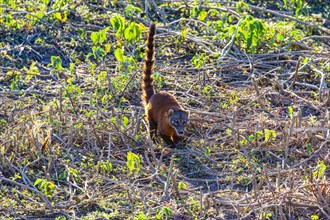 South American coati (nasua nasua) Pantanal Brazil