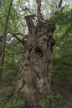Dead oak tree (Quercus), 400 years old, 7.4 m in circumference, standing in a mixed forest,