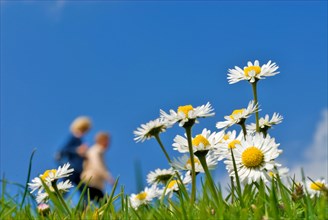 Closeup of daisies (Bellis perennis) with two people