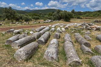Scattered ancient stone blocks in a meadow with trees in the background, Archaeological site,