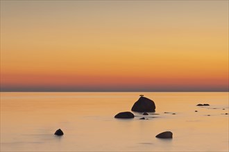 Dawn at the striking rock on the coast of Lohme on the island of Ruegen. A Comoran lasts a long