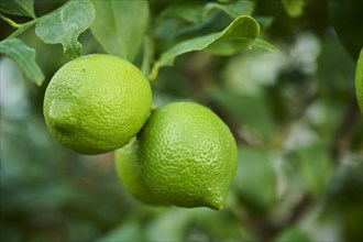 Lemon (Citrus x limon) fruits hanging on a tree in a greenhouse, Germany, Europe