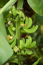 Banana fruits growing in a greenhouse, Germany, Europe