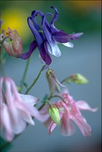 Close-up of delicate purple and pink flowers with a blurred green background Aquilegia columbine