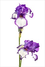 Beautiful multicolored iris flower isolated in white. Close up