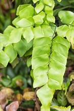 Ornamental fern leaves in the botanical garden of Singapore