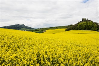 Rape fields in bloom, near Singen, Hegau, Constance district, Lake Constance, Baden-Wuerttemberg,