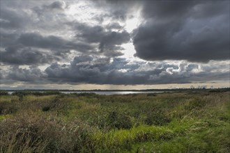 Dramatic clouds (Cumulus congestus) over the reed belt at Filso Nature Reserve, Henne, Region