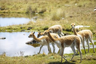 Vicunas or vicunas (Vicugna vicugna) grazing at a waterhole in the Andean highlands, Andahuaylas,