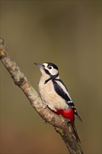 Great spotted woodpecker (Dendrocopos major) adult bird on a tree branch, England, United Kingdom,