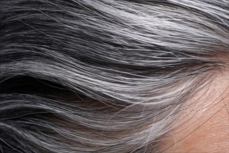 Close up of gray streaks in dark hair. KI generiert, generiert AI generated