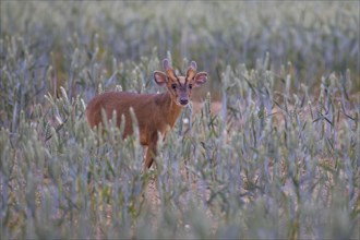 Muntjac (Muntiacus reevesi) deer adult in a summer cereal field, Suffolk, England, United Kingdom,