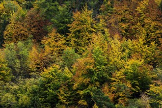 Colourful autumn forest, autumn, autumnal, tree, forest, foliage, colour, romantic, romantic,