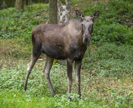 Elk (Alces alces), cow moose standing on a forest meadow, captive, Germany, Europe