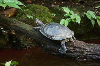 Red-eared slider (Trachemys scripta elegans) on a tree trunk, captive, Germany, Europe