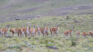 Guanaco (Llama guanicoe), Huanaco, herd, Torres del Paine National Park, Patagonia, end of the