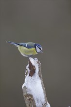 Blue tit (Cyanistes Caeruleus) adult bird on a snow covered tree stump, England, United Kingdom,