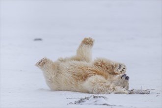 Polar bear (Ursus maritimus), young, playing in the snow, Kaktovik, Arctic National Wildlife