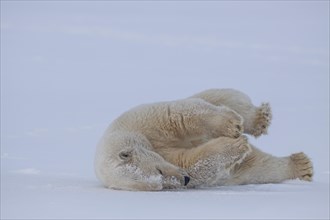 Polar bear (Ursus maritimus), rolling in the snow, funny, Kaktovik, Arctic National Wildlife