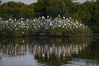 Cattle egret (Bubulcus ibis) roost Pantanal Brazil