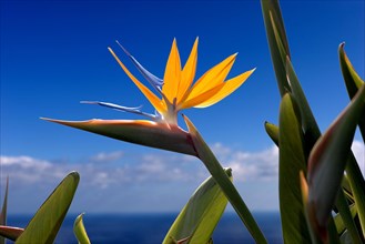 Bird of paradise or crane flower (Strelitzia reginae) La Palma, Canary Islands, Spain, Europe