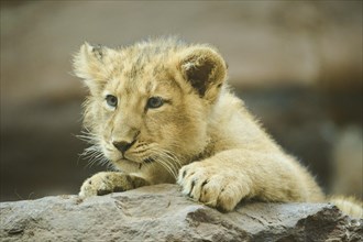 Asiatic lion (Panthera leo persica) cub lying on a rock, captive
