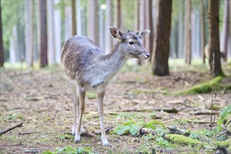 Fallow deer (Dama dama) doe standing in a forest, Bavaria, Germany, Europe