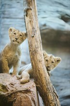Asiatic lion (Panthera leo persica) cub sitting on a rock, captive