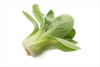 Fresh green bok choy or pac choi chinese cabbage isolated white background. Side view, close up