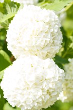 Viburnum (guelder rose) flowers of white color in the spring garden. Closeup. Blurred background