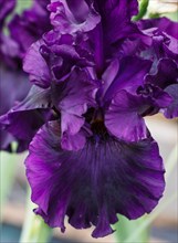 Beautiful violet iris flower bloom in the garden. Close up, fragility and summer concept